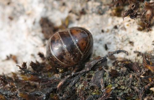 Protoglomeris vasconica